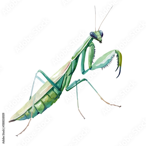 A watercolor vector painting of a Mantis, isolated on a white background. Mantis vector.


