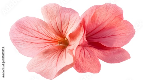 Two Delicate Pink Flowers Isolated On White Background