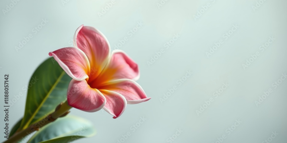 Fototapeta premium A single delicate pink flower with white edges and a yellow center, captured in a close-up against a soft blue background, showcasing the intricate beauty of nature
