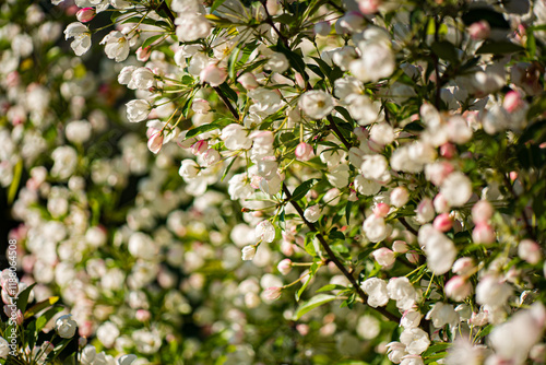 apple blossom in the garden
