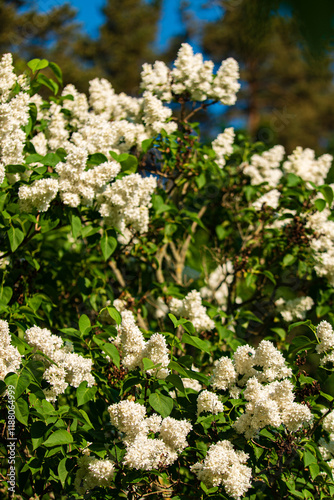white lilac in the garden