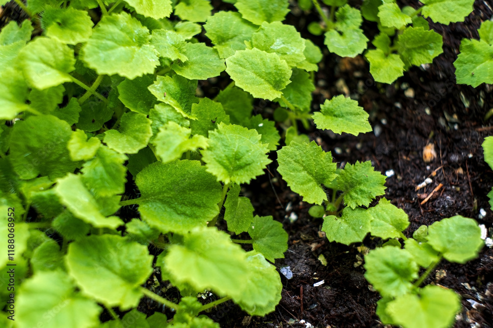 Small plants on the ground in spring Small plants on the ground in spring