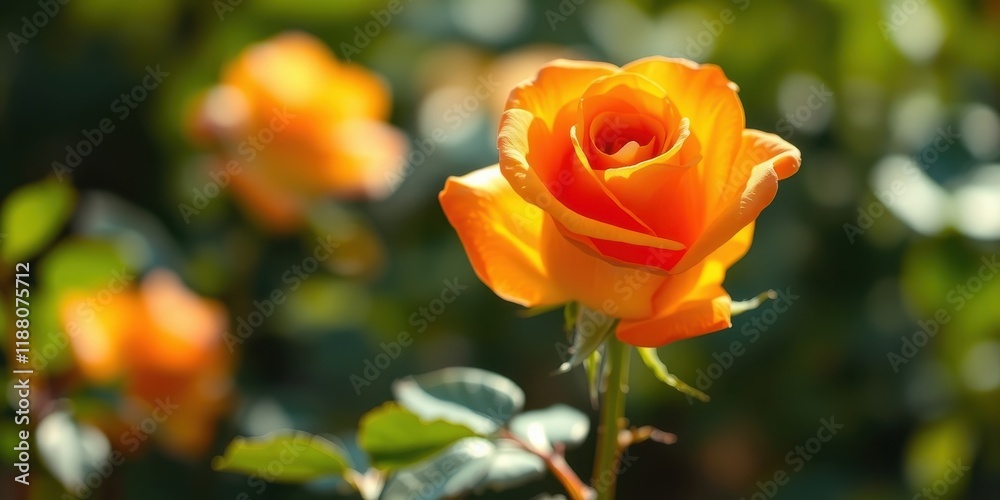 A single orange rose with delicate petals, bathed in soft sunlight, stands out against a backdrop of lush green foliage. A single orange rose with delicate petals, bathed in soft sunlight, stands out against a backdrop of lush green foliage.