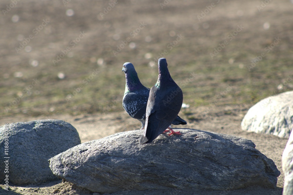 Fototapeta premium pigeon with purple chest feathers