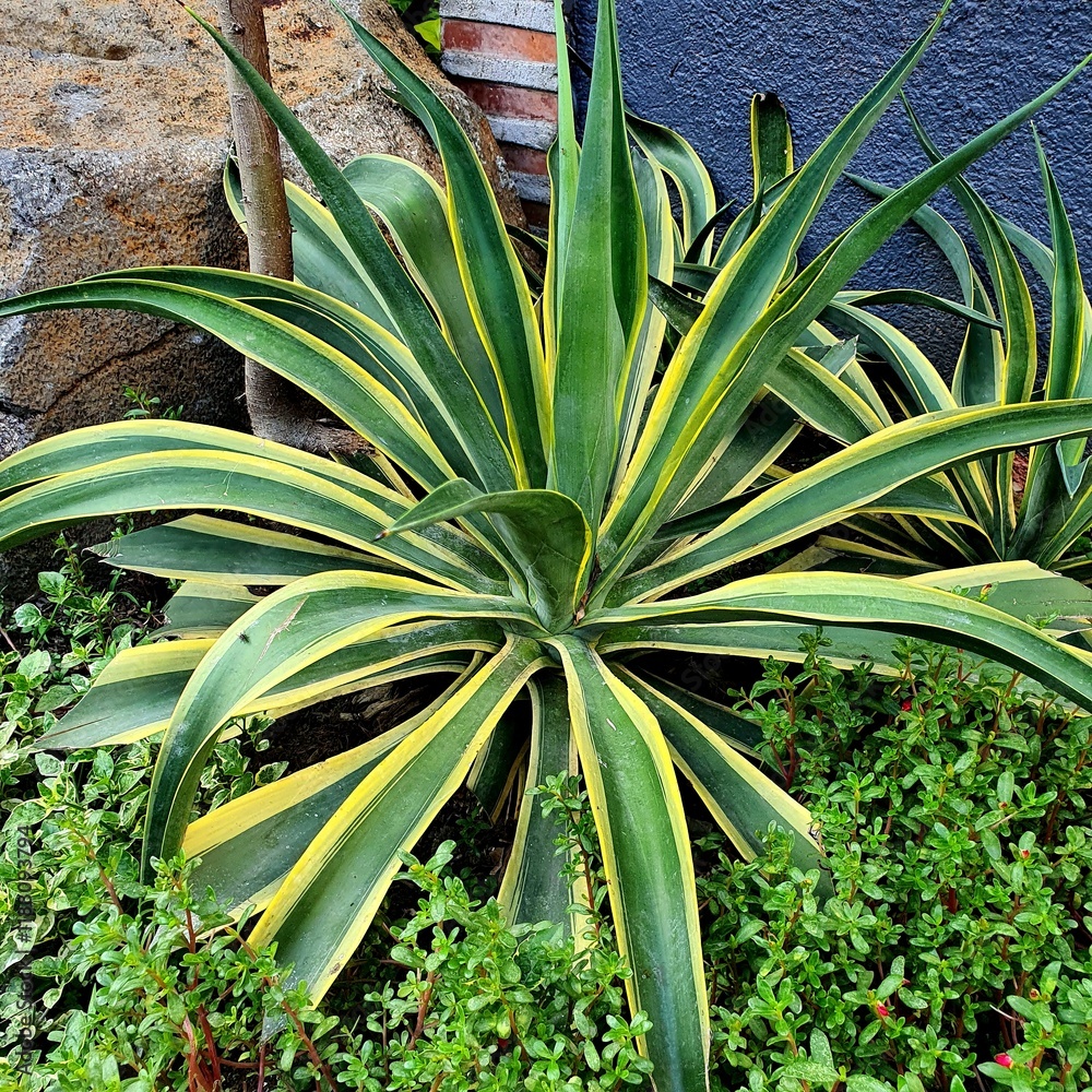 Obraz premium Agave plant