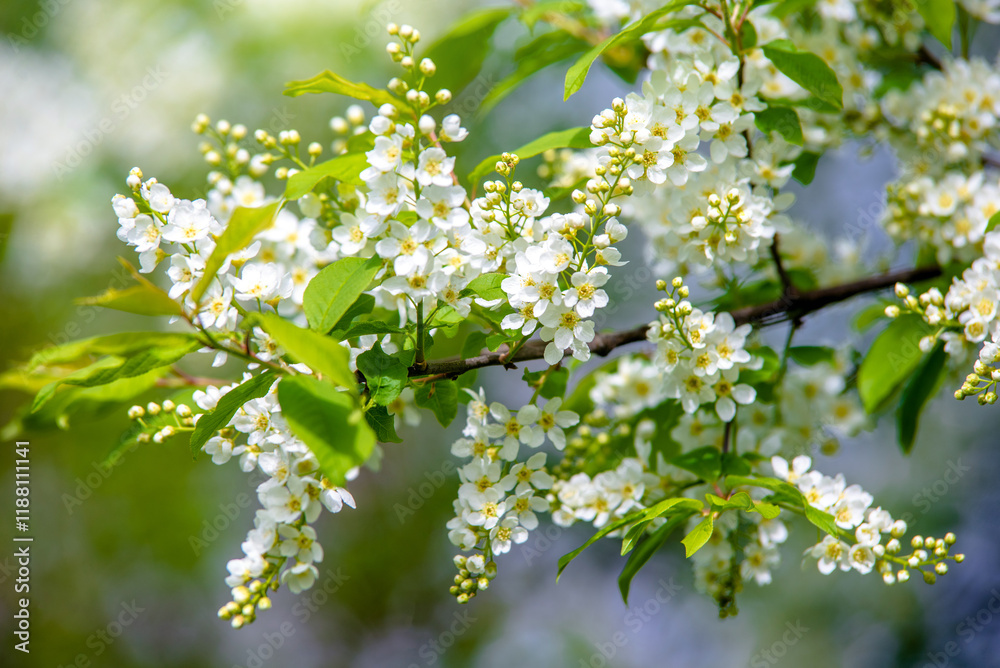 Bird cherry branches in the garden in spring
Bird cherry branches in the garden in spring