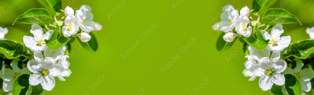 Obraz premium appletree blossom branch in the garden in spring