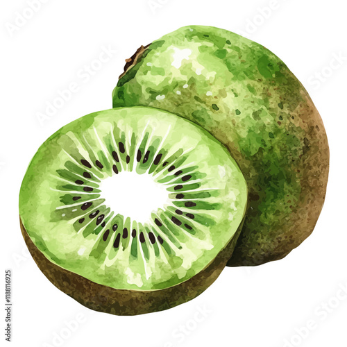 A watercolor vector painting of a Kiwi, isolated on a white background. Kiwi vector.

