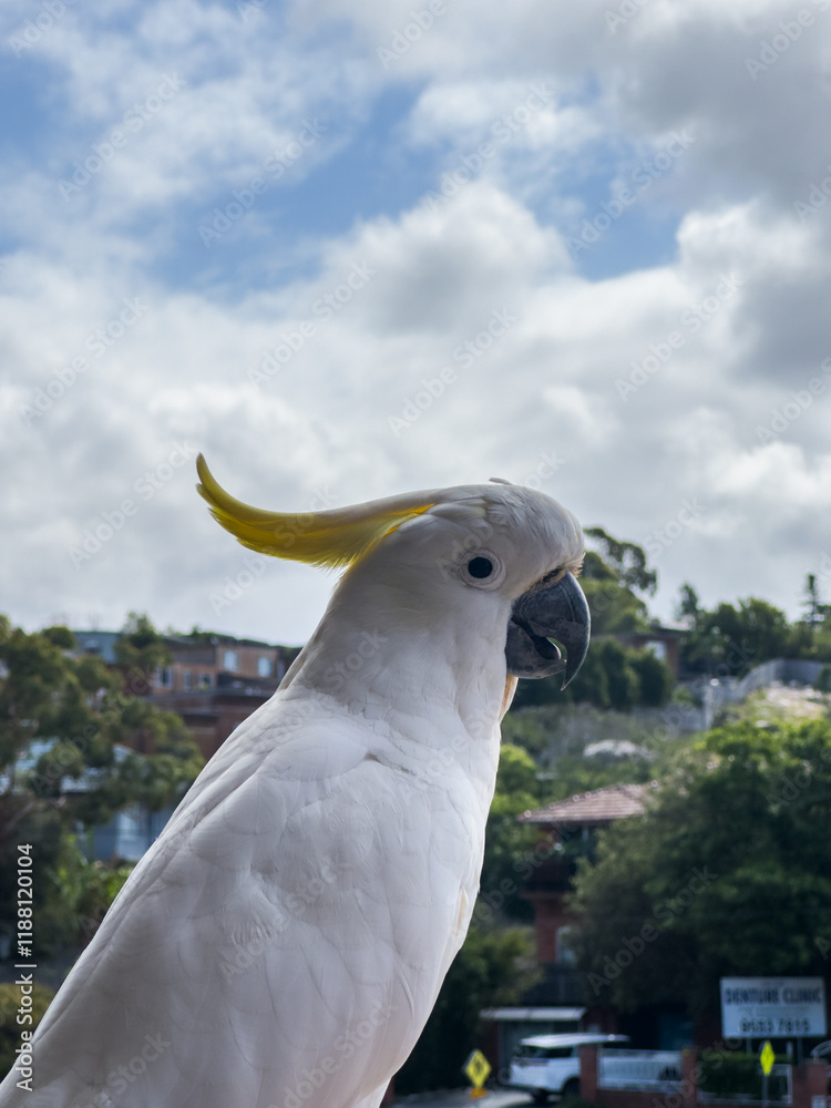 Cockatoo. A Glimpse of Australia’s Wild Beauty Cockatoo. A Glimpse of Australia’s Wild Beauty