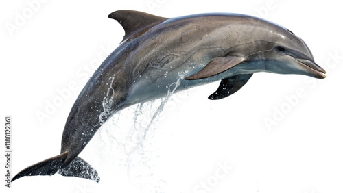 A dolphin jumping in air, isolated on white background. 