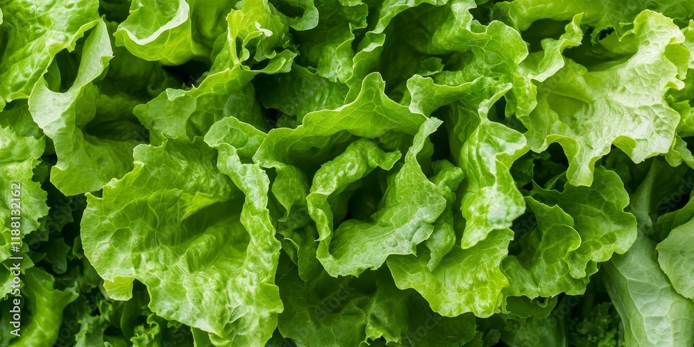 Fresh salad leaf lettuce, a vibrant salad plant, showcases its lush green foliage, ideal for enhancing any dish. This salad plant epitomizes the essence of healthy eating with its crisp texture. Fresh salad leaf lettuce, a vibrant salad plant, showcases its lush green foliage, ideal for enhancing any dish. This salad plant epitomizes the essence of healthy eating with its crisp texture.