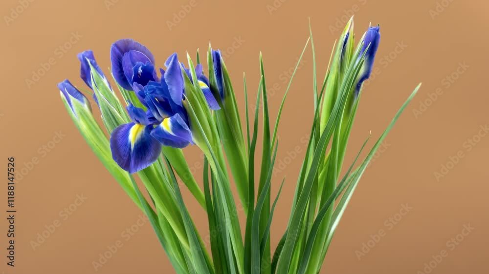 Time-lapse of growing blue iris flower on brown background. Concept of celebration and joy.