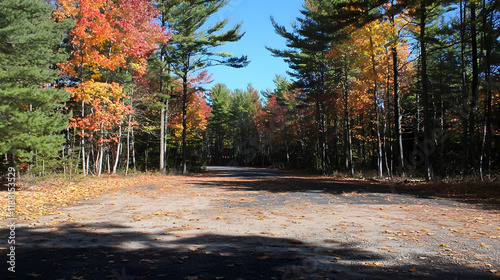 Autumnal forest road, leaves falling, sunny day, undeveloped land, nature background