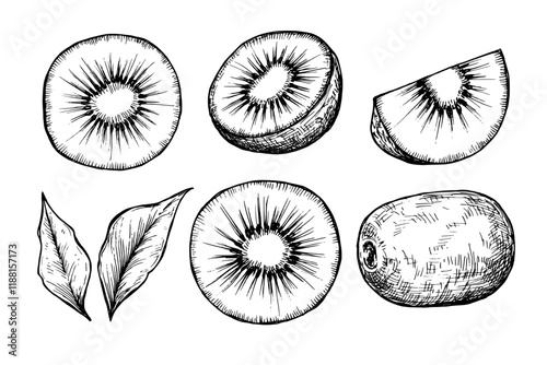 Kiwi fruit sketch ink graphic illustration, draft silhouette drawing, black on white line art. Botanical vintage etching food design.