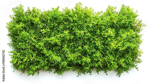 Green Grass Isolated on White Background (Watercolor Tree Top View for Landscape Plan) --