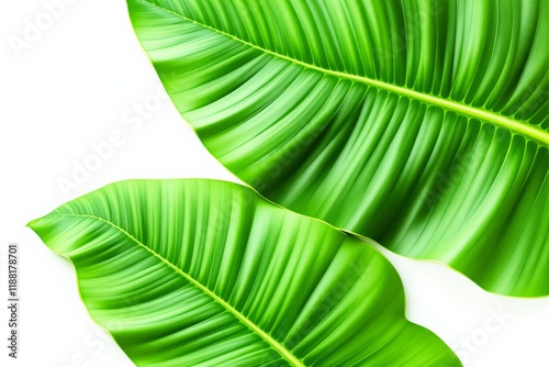 Close-up of vibrant green tropical leaves with detailed texture on white background. photo