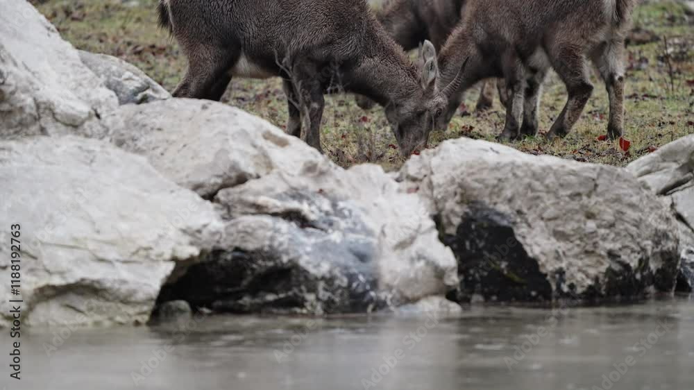 Alpine ibex walks on rocks Alpine ibex walks on rocks