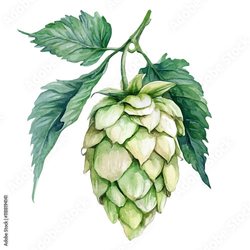 A watercolor vector painting of hops fruit, isolated on a white background. Hops fruit vector.

