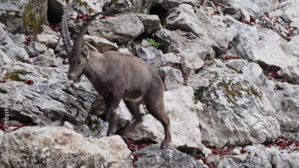 Alpine ibex walks on rocks Alpine ibex walks on rocks