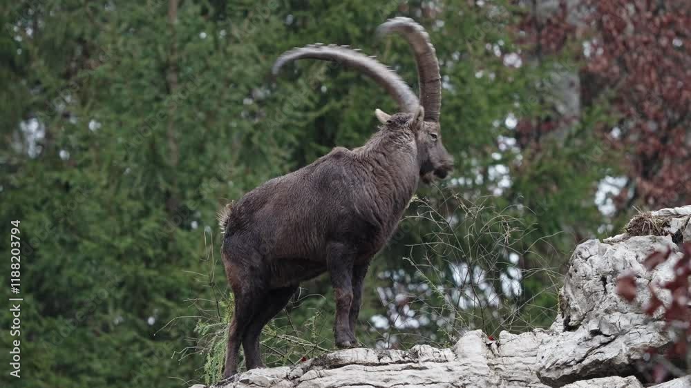 Alpine ibex walks on rocks