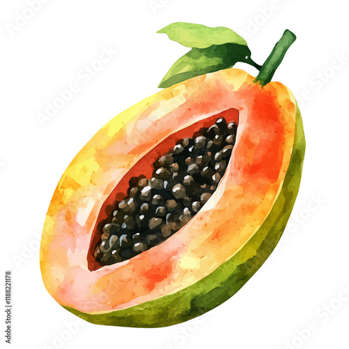 A watercolor vector painting of a Hawaiian papaya, isolated on a white background. Hawaiian papaya vector.

