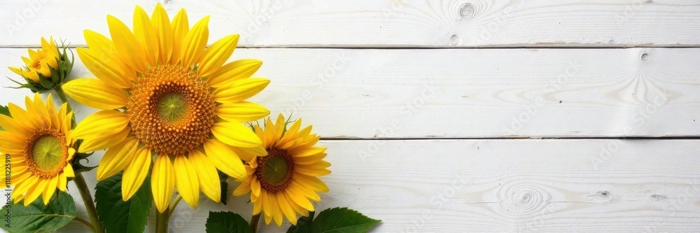Fototapeta premium Sunflowers in rustic white setting, sunny day, golden, background