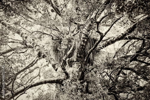Detail of kauri tree in New Zeland photo