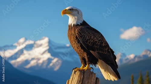 North American Bald Eagle