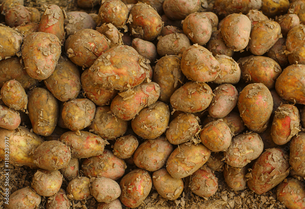 A close-up image of a pile of freshly harvested potatoes. The potatoes are a mix of brown and reddish-brown colors with visible dirt and soil clinging to their surfaces.
A close-up image of a pile of freshly harvested potatoes. The potatoes are a mix of brown and reddish-brown colors with visible dirt and soil clinging to their surfaces.
