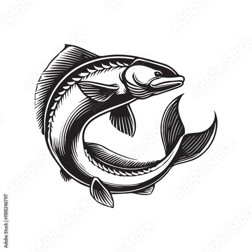Beluga fish vector illustration, Sea fish different poses Design