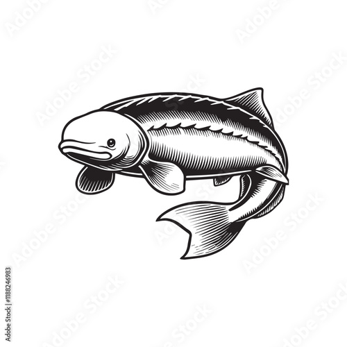 Beluga fish vector illustration, Sea fish different poses Design