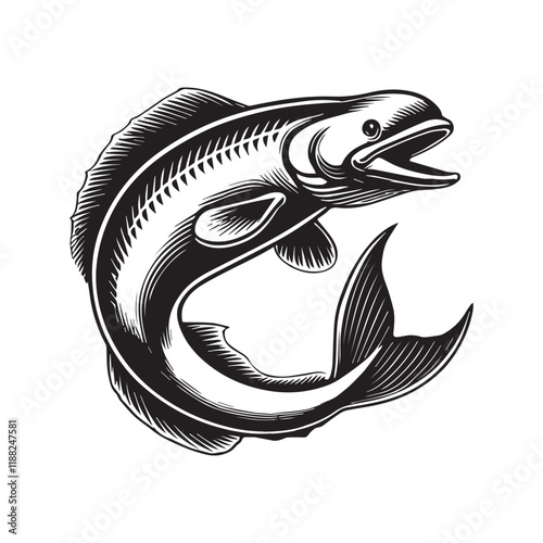 Beluga fish vector illustration, Sea fish different poses Design