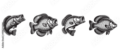 Crappie fish vector illustration, Sea fish different poses Design Collection
