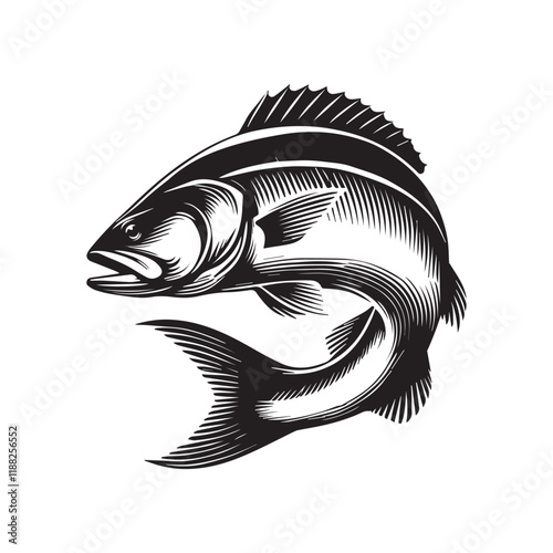 European seabass fish vector illustration, Sea fish different poses Design
