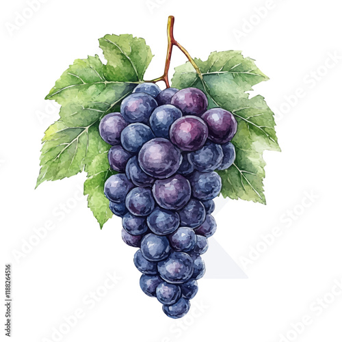A watercolor vector painting of a grape, isolated on a white background. Grape vector.

