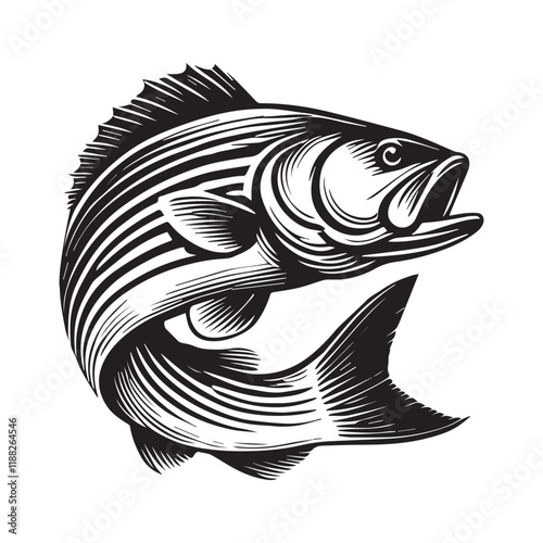 Striped bass fish vector illustration, Sea fish different poses Design