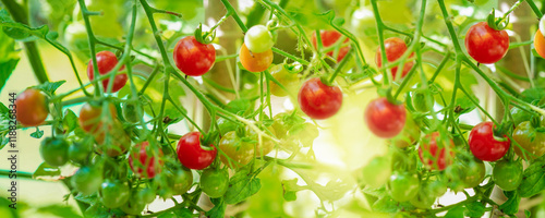 closeup on red cherry tomatoes   ripening in a vegetable garden in summer light