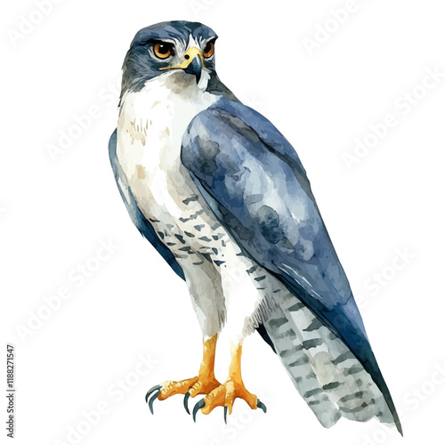 A watercolor vector painting of a goshawk, isolated on a white background. Goshawk vector.

