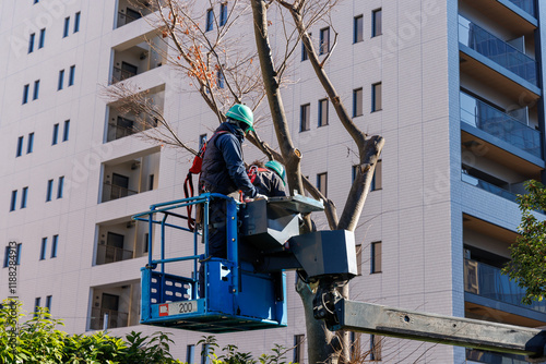 高所作業車に乗って街路樹の手入れをする作業員