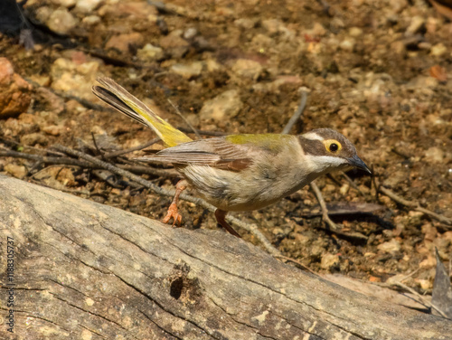 Brown-headed Honeyeater (Melithreptus brevirostris) in Australia photo