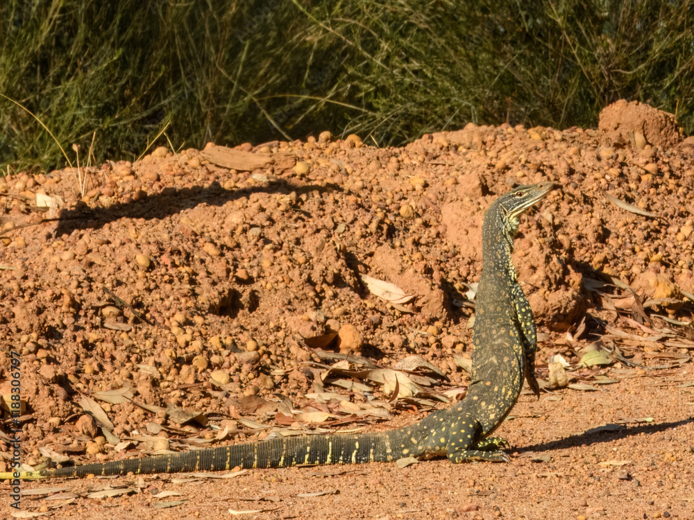 Sand Monitor or Goanna (Varanus gouldii) in Australia