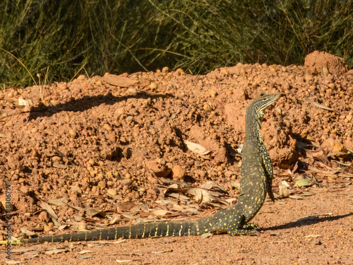 Obraz na płótnie Sand Monitor or Goanna (Varanus gouldii) in Australia w salonie