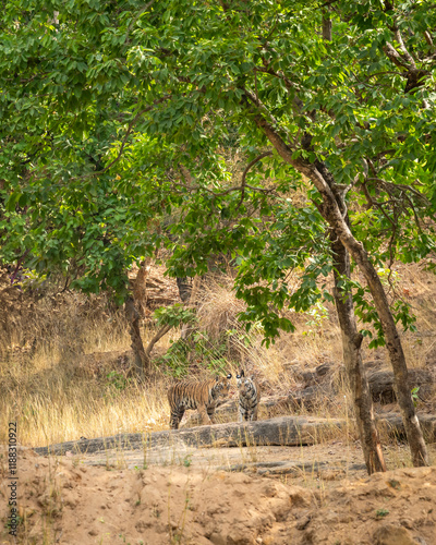 two playful subadult or wild bengal tiger or panthera tigris cubs together walking in forest in natural scenic green sal forest background at bandhavgarh national park reserve madhya pradesh india photo