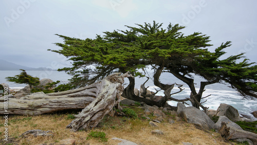 Wind-sculpted Monterey cypress trees (Hesperocyparis macrocarpa) at the Pacific Ocean coast, Monterey Peninsula, California photo