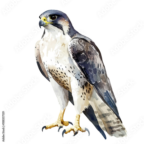 A watercolor vector painting of a falcon, isolated on a white background. Falcon vector.

