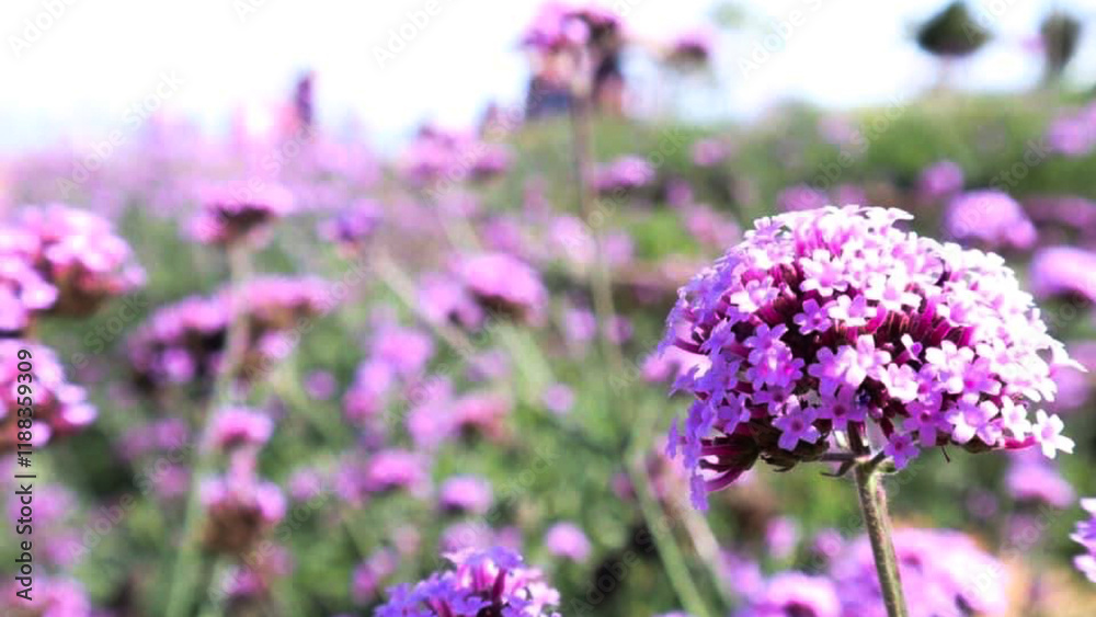 Naklejka premium Beautiful purple flower field that are interspersed with green, blending together beautifully that gives the most exciting and interesting feeling