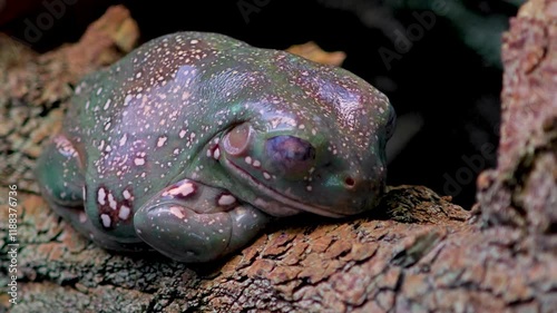 A tree frog is resting on a branch and breathing photo