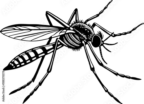 Detailed Black and White Mosquito Vector Illustration – Insect Anatomy Design