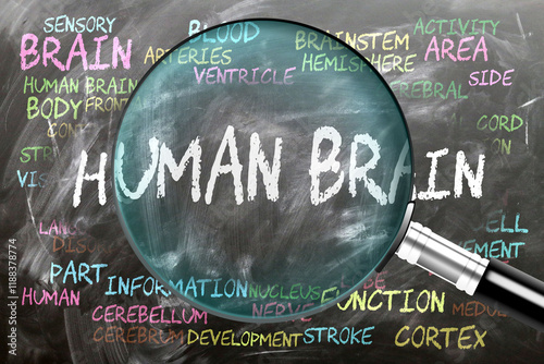 Human Brain being studied, examined - under close inspection. Most important subjects and ideas closely related to human brain written on a blackboard inspected by a magnifying glass. ,3d illustration photo