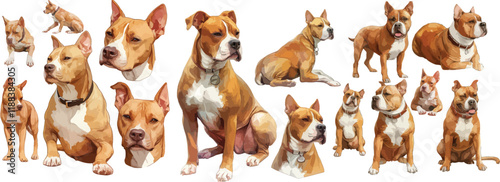 american stafforathire watercolor clipart photo